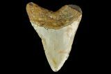 Bargain, 3.71" Fossil Megalodon Tooth - North Carolina - #131608-2